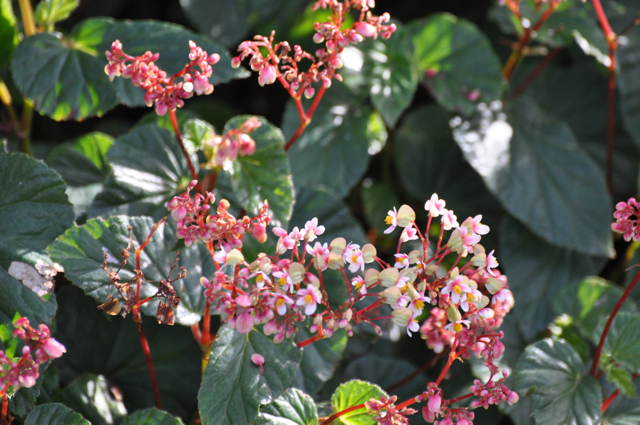 B. oxysperma